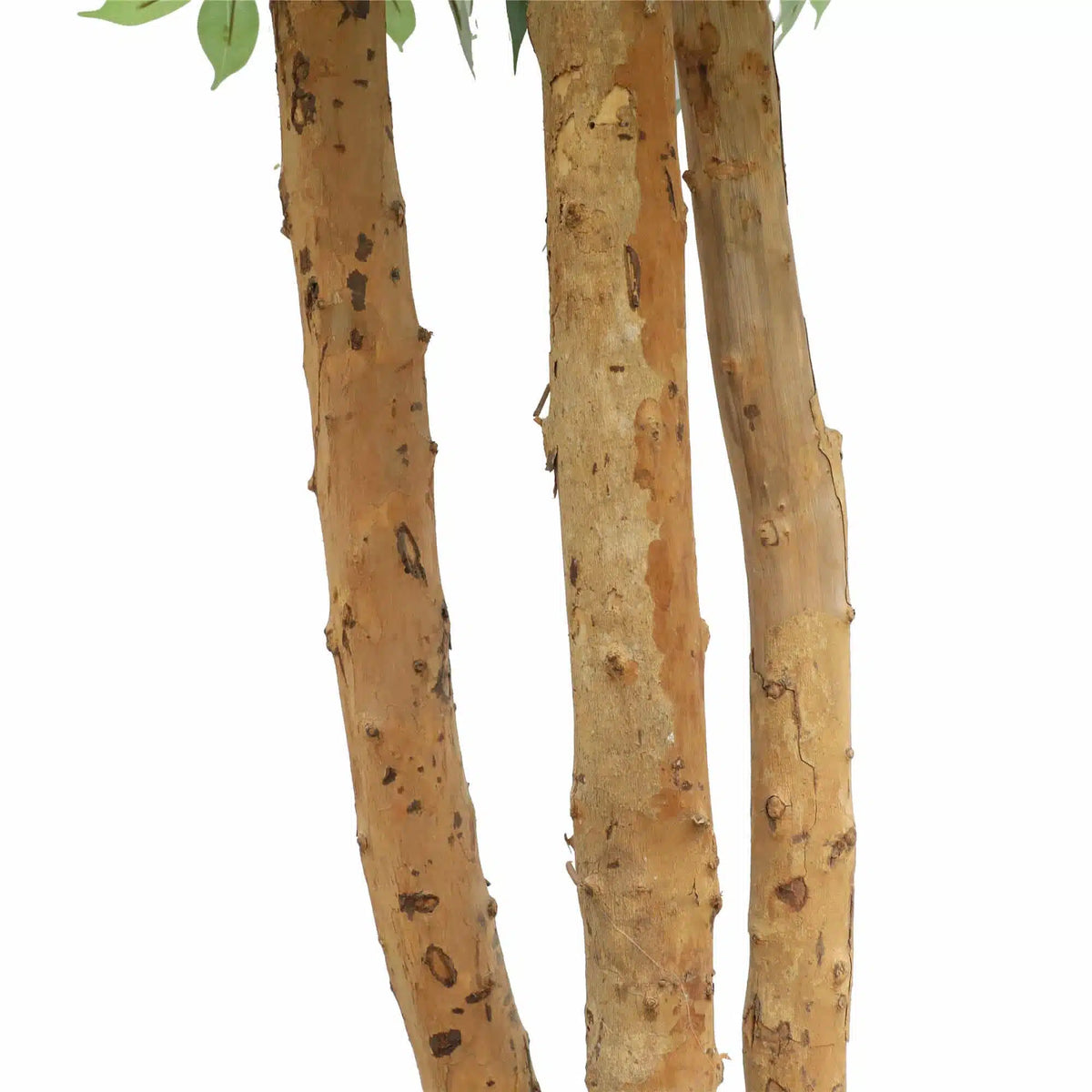 Large Custom Made Ficus Tree 250cm - Image 3