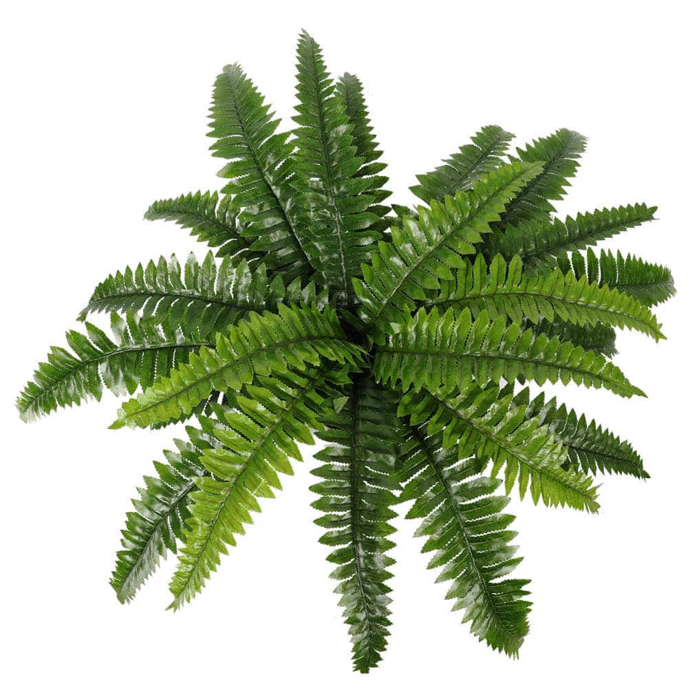 Artificial Potted Natural Green Boston Fern (50cm high 70cm wide) - Image 4