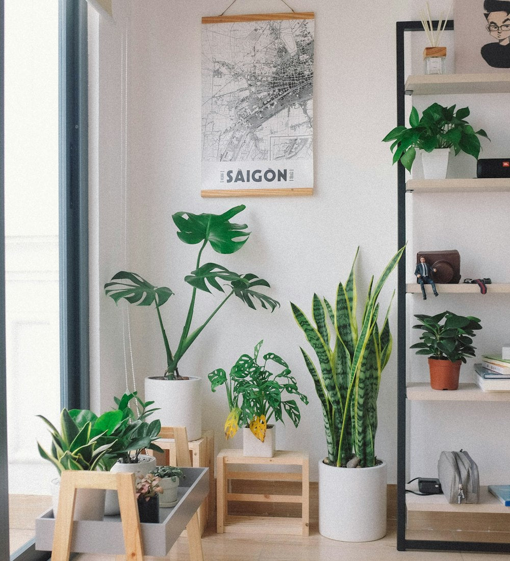 ew-cat Plants and planters by a window