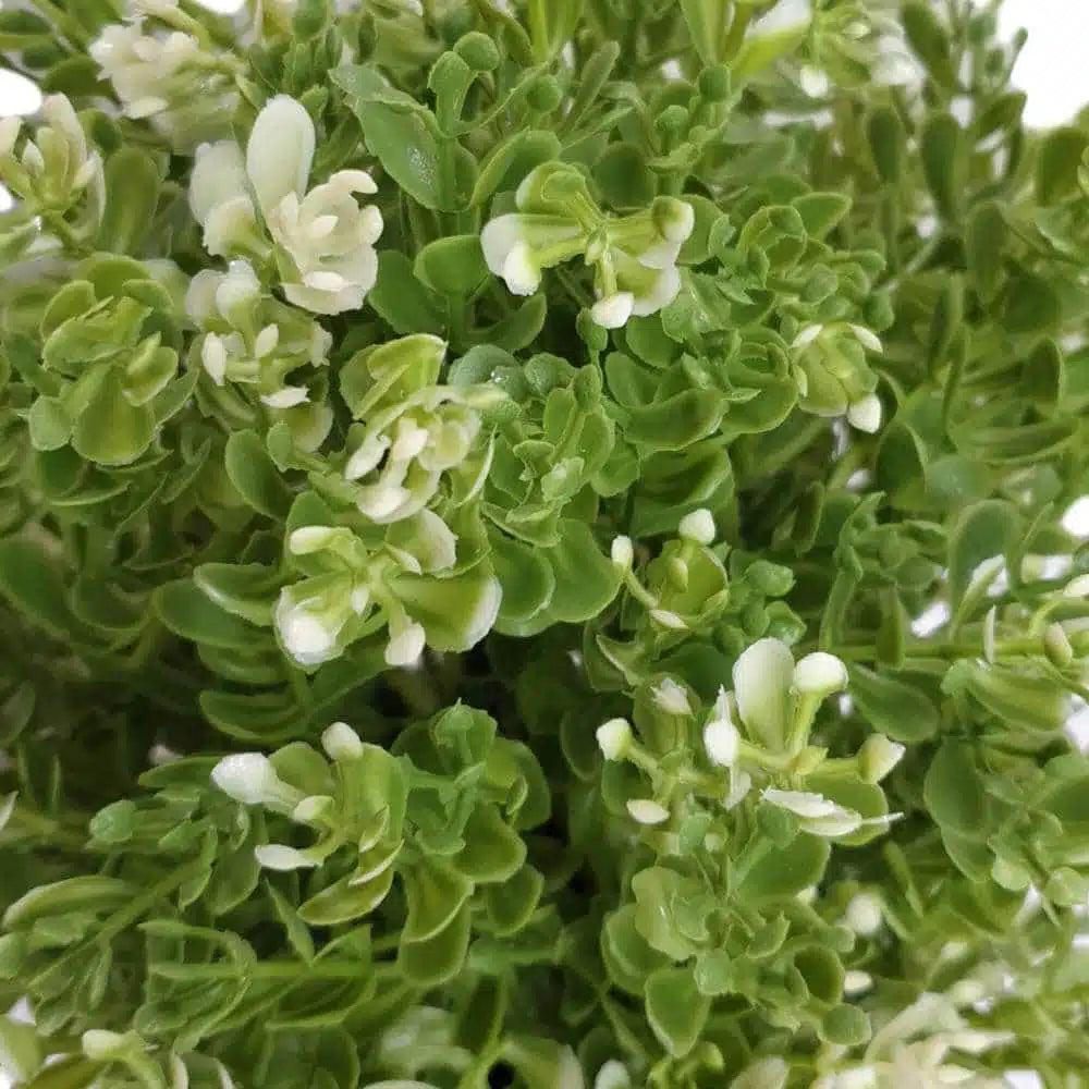 Small Potted Artificial White Jade Plant UV Resistant 20cm - Image 3