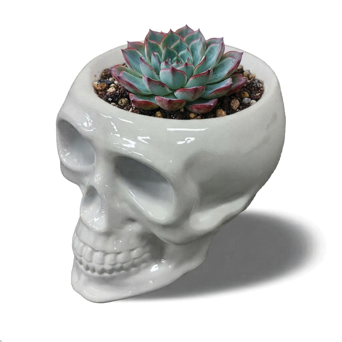 Urban Attitude Skull Statue - Matte White