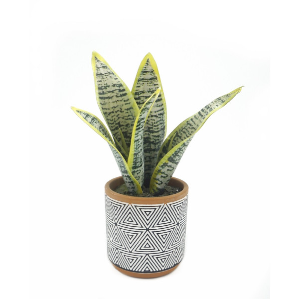 Artificial Sansevieria in Terracotta Pot 23cm
