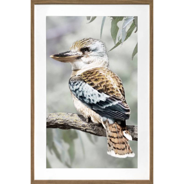 Kiki Kookaburra Artwork Framed W Glass Front 80x120cm