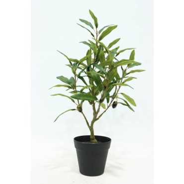 Olive Tree In Pot 50cm