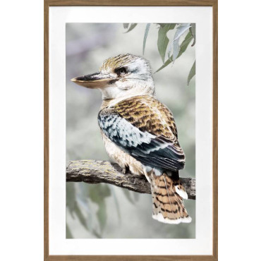 Kiki Kookaburra Artwork Framed W Glass Front 80x120cm